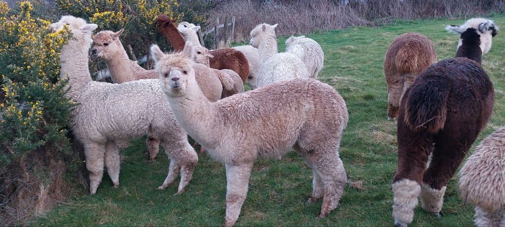 20250401_1957445221053186054992805